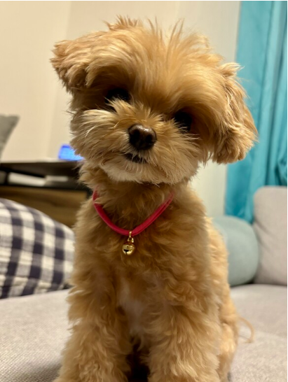 <全20色>シンプル鈴のやわらか紐首輪 猫 犬 首輪 セーフティバックル 安全 軽量 紐 おしゃれ かわいい