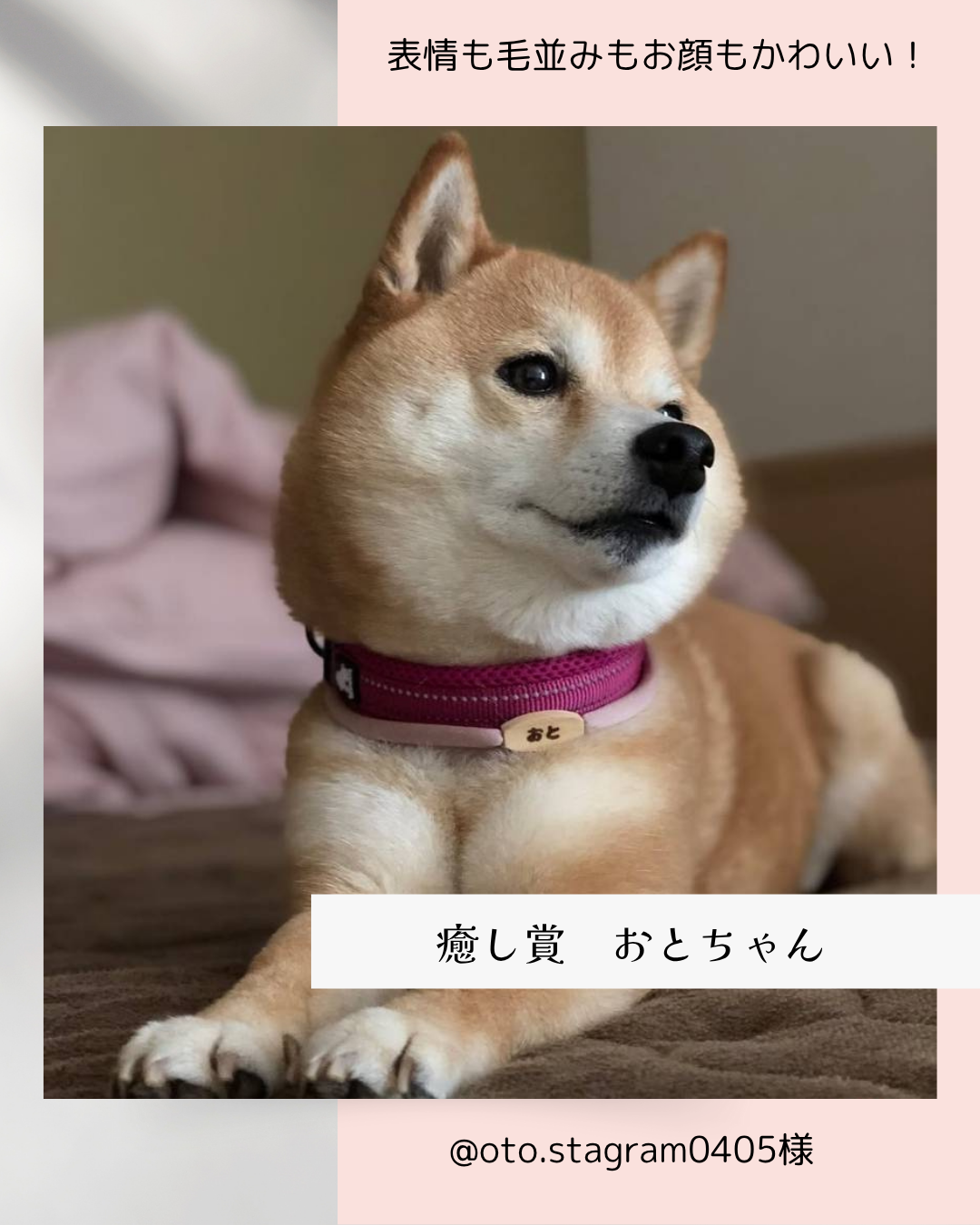 ☆リニューアル ストレス最小限 揺れない迷子札・オーバル(楕円型) やわらか紐首輪 軽い・やわらか紐・安全バックル・迷子札付き 元祖シンプル