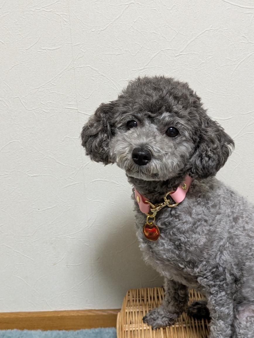 防水仕様|上品で高級感のある犬用首輪(オーダーメイド) ステンレス迷子札オプション チョーカー 首輪