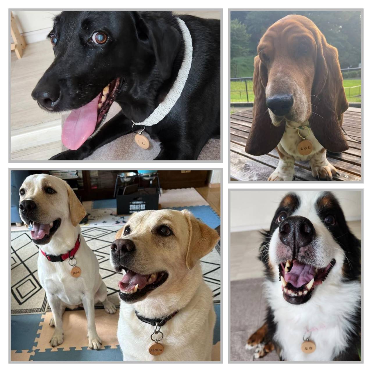 犬向け 木製迷子札 小型犬 中型犬 大型犬
