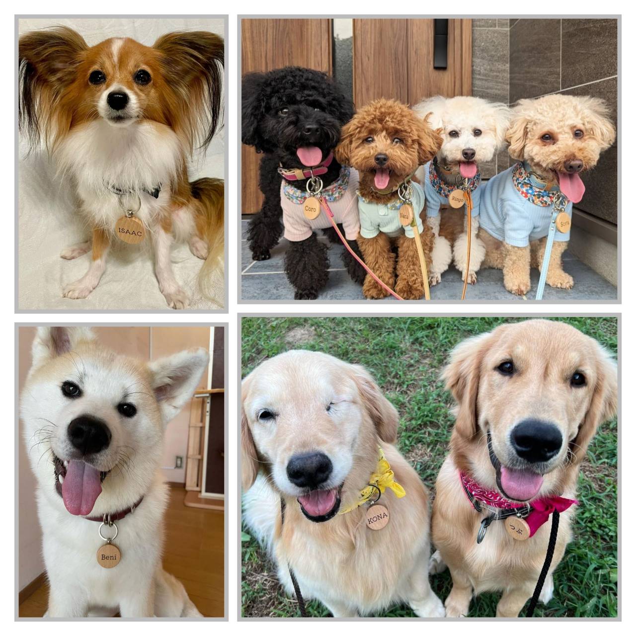 犬向け 木製迷子札 小型犬 中型犬 大型犬