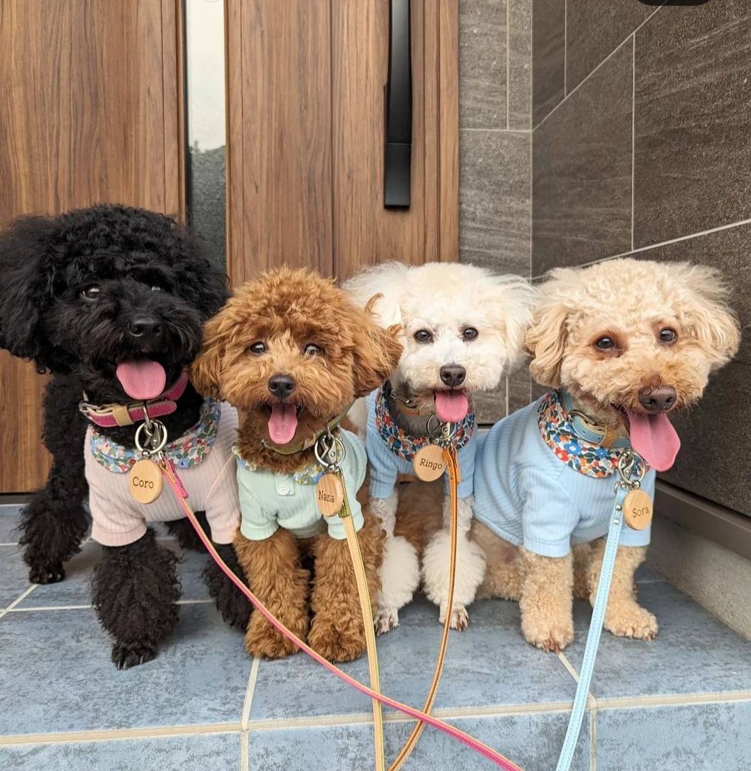 犬向け 木製迷子札 小型犬 中型犬 大型犬