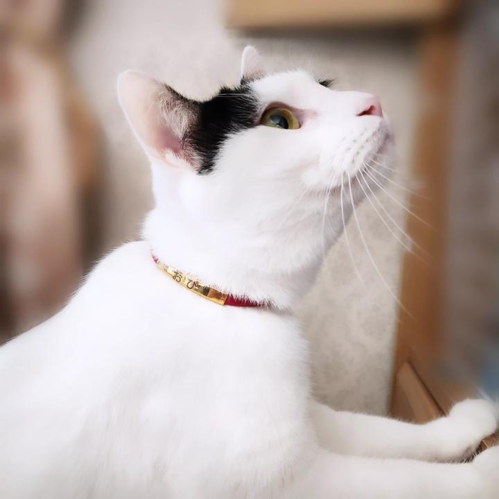 揺れない迷子札(ステンレスバージョン) ストレス最小限 おハゲ防止 わずか4g リニューアル紐 やわらか紐首輪 軽い・やわらか紐・安全バックル・迷子札付き