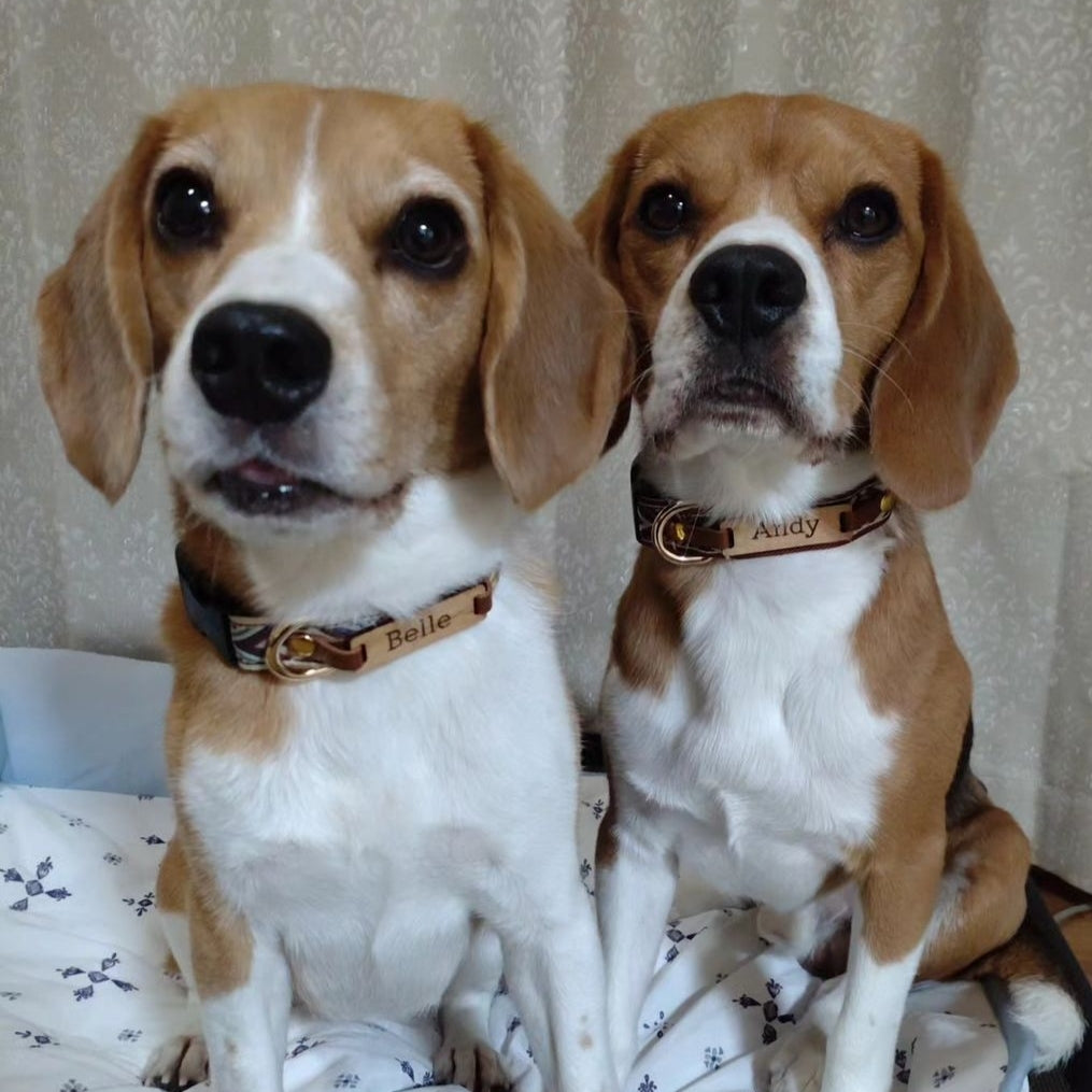 【旅する首輪シリーズ】オルテガ(ネイティブアメリカン) 犬用 コットン首輪 オプション迷子札 犬 首輪 幅2cm