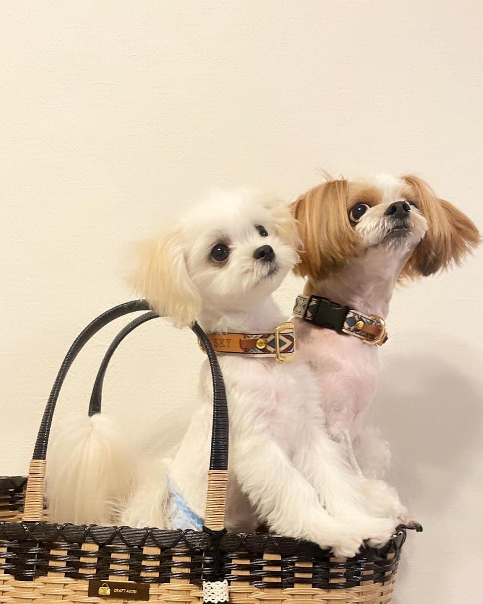 【旅する首輪シリーズ】オルテガ(ネイティブアメリカン) 犬用 コットン首輪 オプション迷子札 犬 首輪 幅2cm