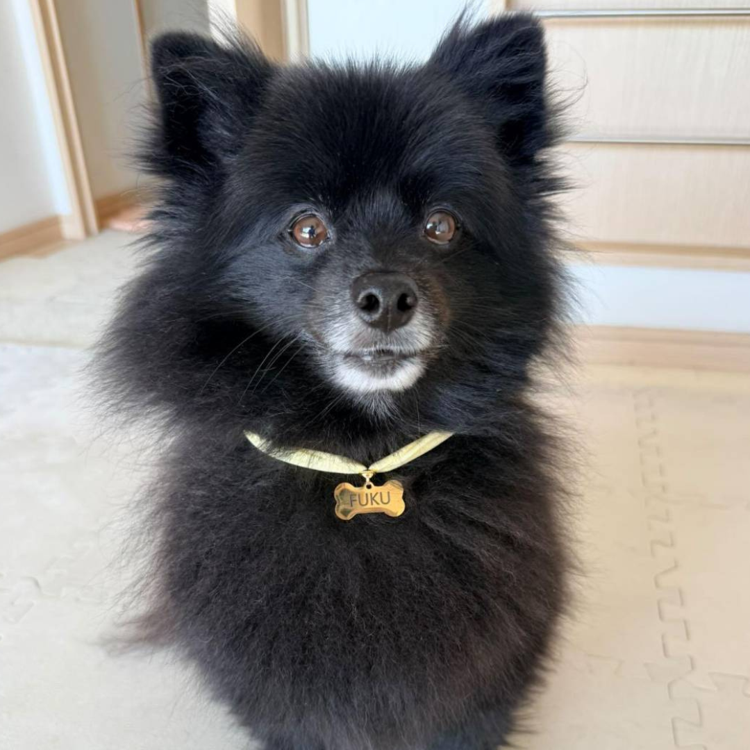 ズレない迷子札（骨型）　ストレス最小限　おハゲ防止　リニューアル紐　ステンレス製　やわらか紐首輪　軽い・やわらか紐・安全バックル・迷子札付き