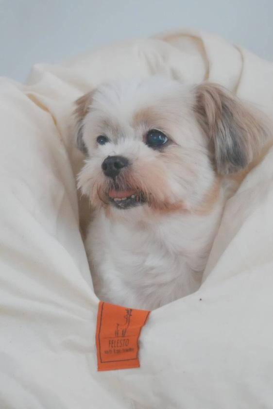 【予約販売】ふかふかお布団ベッド　送料無料　ペットベッド　猫ベッド　犬ベッド　ドーム型　半ドーム型　ふかふか　