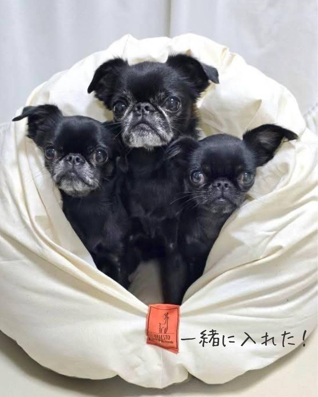 【予約販売】ふかふかお布団ベッド　送料無料　ペットベッド　猫ベッド　犬ベッド　ドーム型　半ドーム型　ふかふか　