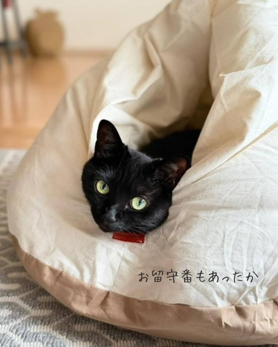 【予約販売】ふかふかお布団ベッド　送料無料　ペットベッド　猫ベッド　犬ベッド　ドーム型　半ドーム型　ふかふか　