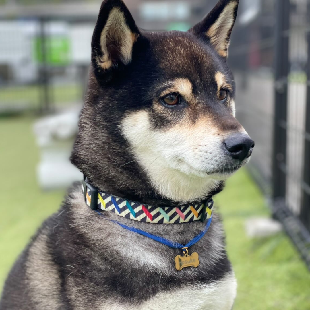 ズレない迷子札（骨型）　ストレス最小限　おハゲ防止　リニューアル紐　ステンレス製　やわらか紐首輪　軽い・やわらか紐・安全バックル・迷子札付き