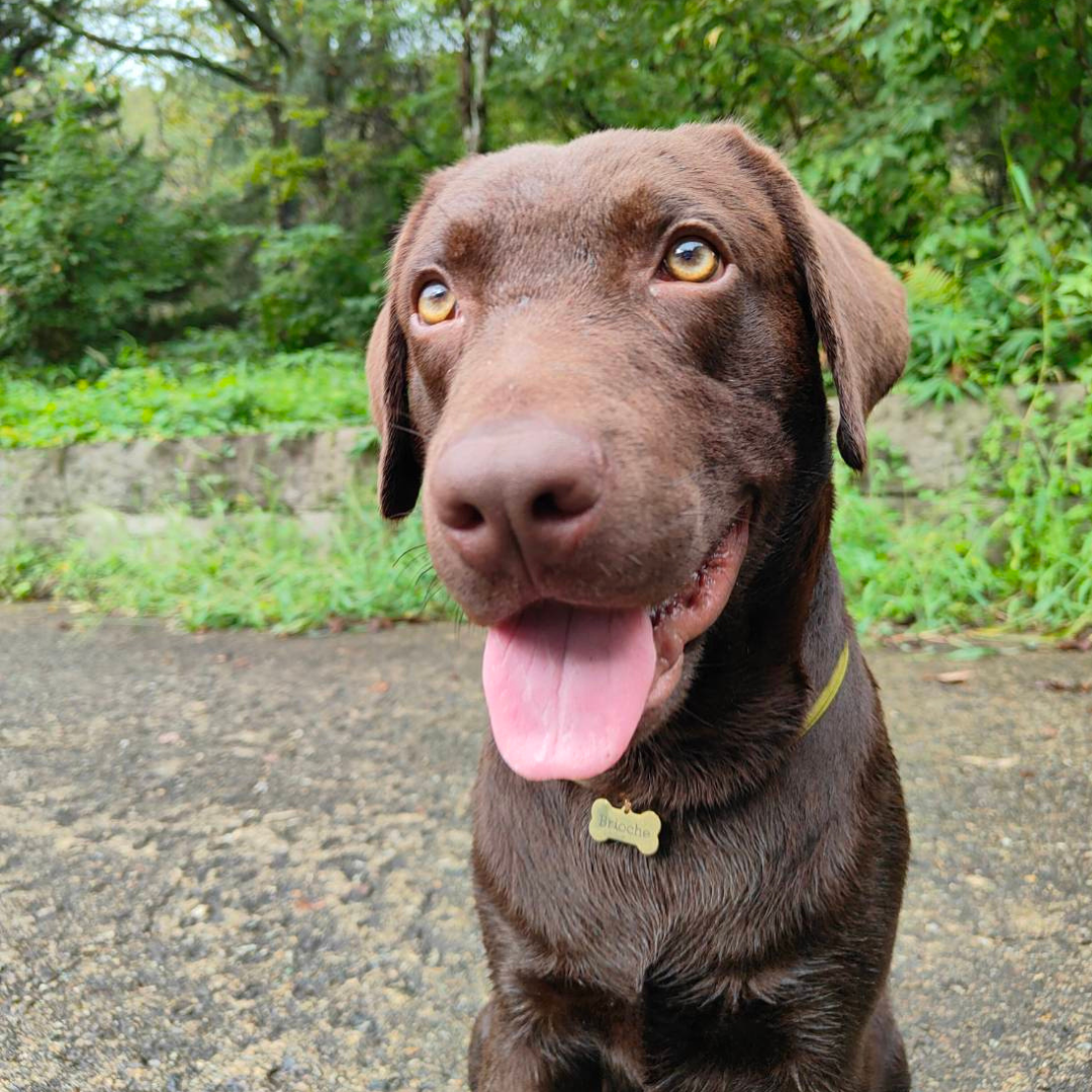 ズレない迷子札（骨型）　ストレス最小限　おハゲ防止　リニューアル紐　ステンレス製　やわらか紐首輪　軽い・やわらか紐・安全バックル・迷子札付き