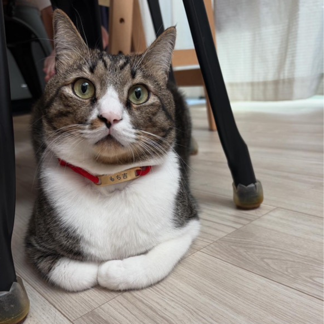 プレートタイプ（両穴型）　パラコード×揺れない迷子札（ステンレス）　チョーカー　首輪　猫　犬　彫刻可 名入れ おしゃれ 高級感 軽い 日本製 Felesto