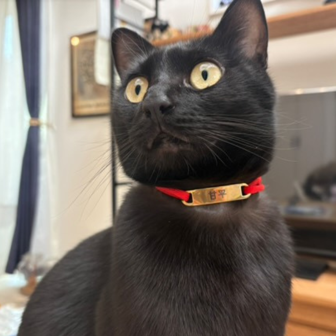 プレートタイプ（両穴型）　パラコード×揺れない迷子札（ステンレス）　チョーカー　首輪　猫　犬　彫刻可 名入れ おしゃれ 高級感 軽い 日本製 Felesto