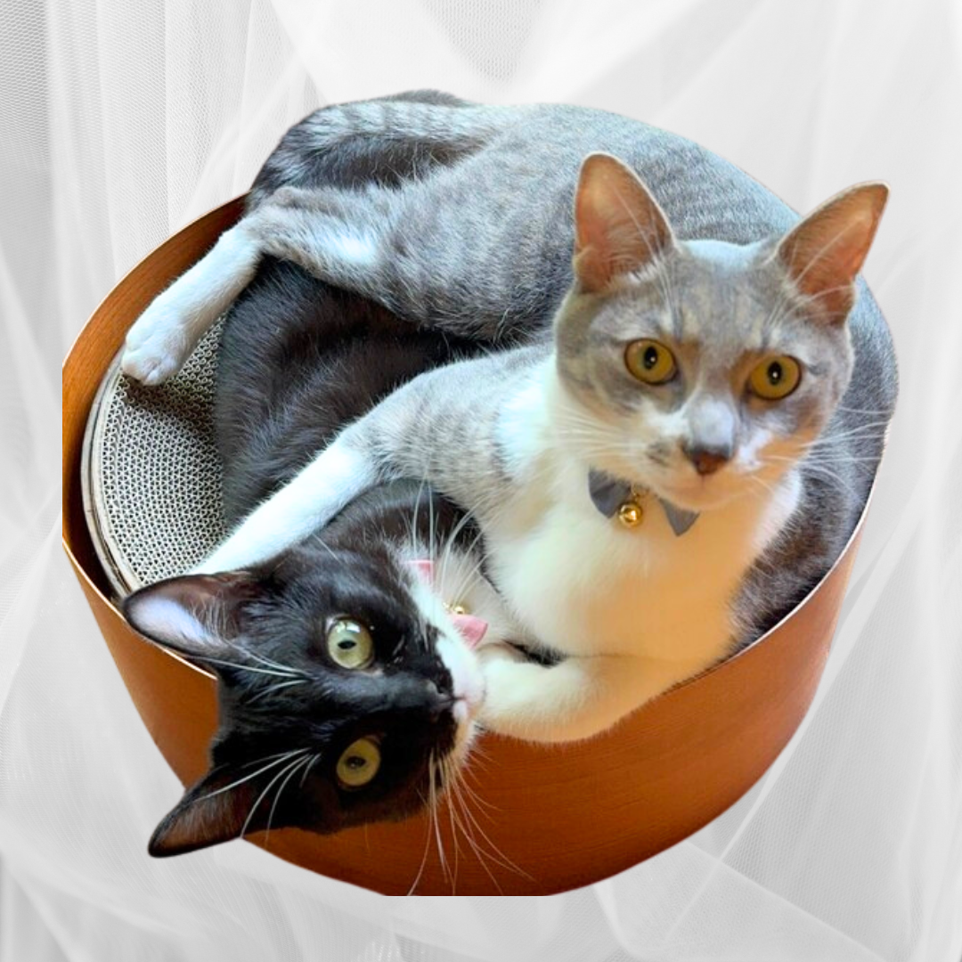 ミニリボンのやわらか紐首輪　ストレッチ性あり　猫　首輪　セーフティバックル　安全　軽量　紐　おしゃれ　かわいい