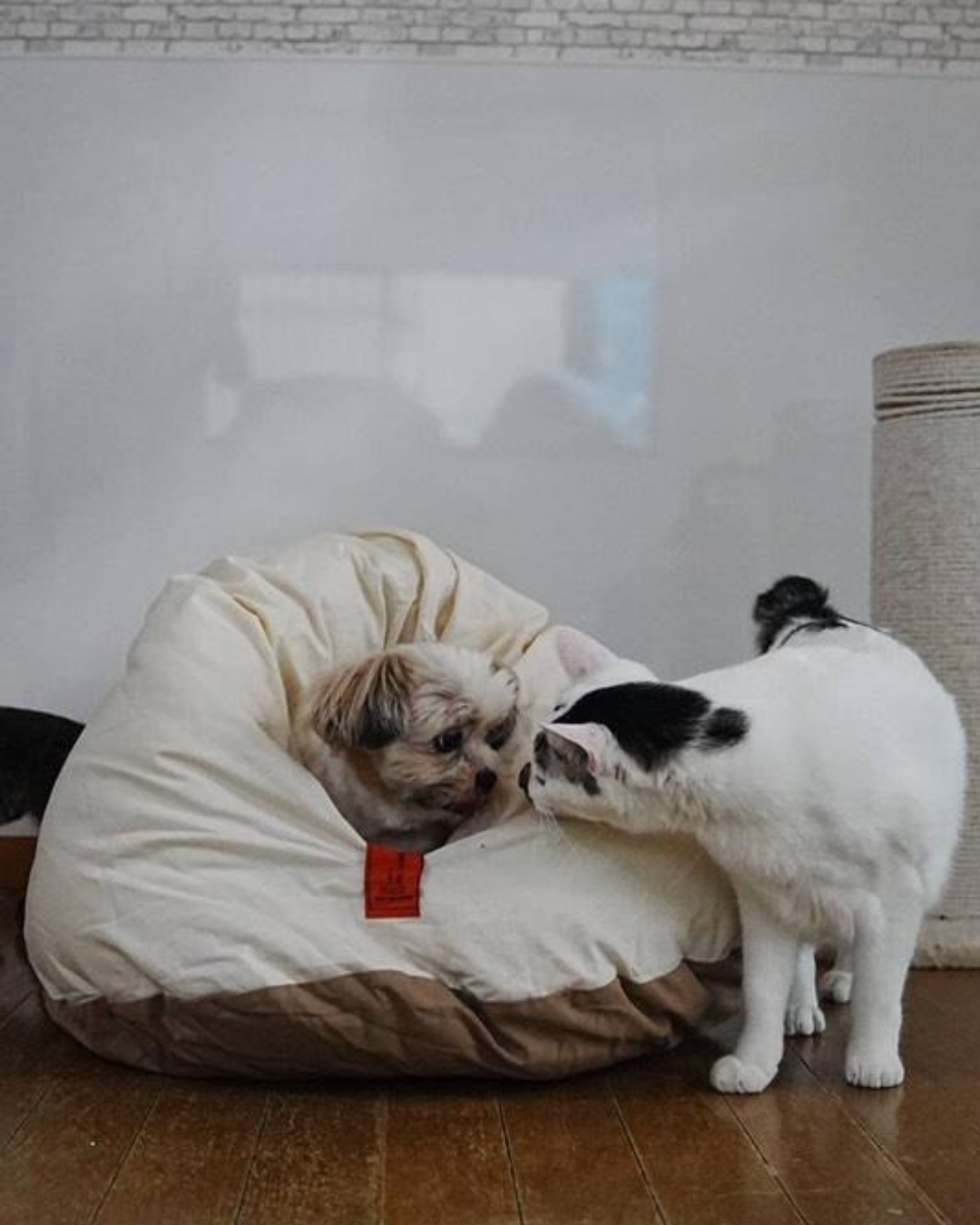 【予約販売】ふかふかお布団ベッド　送料無料　ペットベッド　猫ベッド　犬ベッド　ドーム型　半ドーム型　ふかふか　