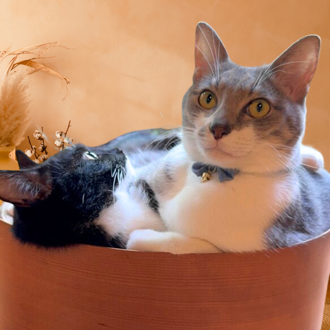 ミニリボンのやわらか紐首輪　ストレッチ性あり　猫　首輪　セーフティバックル　安全　軽量　紐　おしゃれ　かわいい