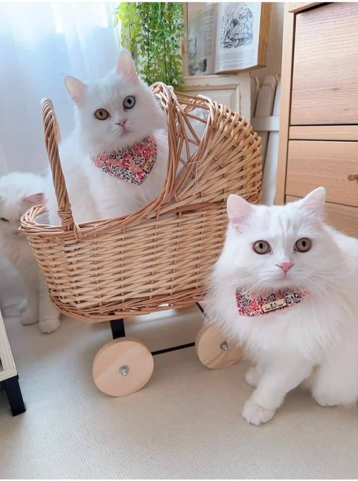 ＼Long-haired pets welcome／ Bandana collar visible even on fluffy fur, optional ID tag, safety buckle included 【Wiltshire Pink】