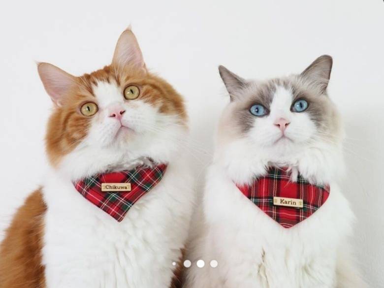 ＼Long-haired pets welcome／ Bandana collar visible even with fluffy fur, optional ID tag, safety buckle included 【Tartan Check Red】