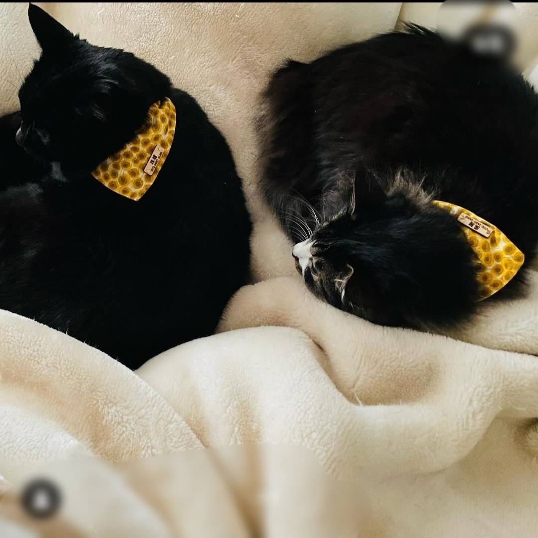 ＼Long-haired pets welcome／ Bandana collar that shows even on fluffy fur, optional ID tag, safety buckle included 【Sunflower】 Liberty fabric