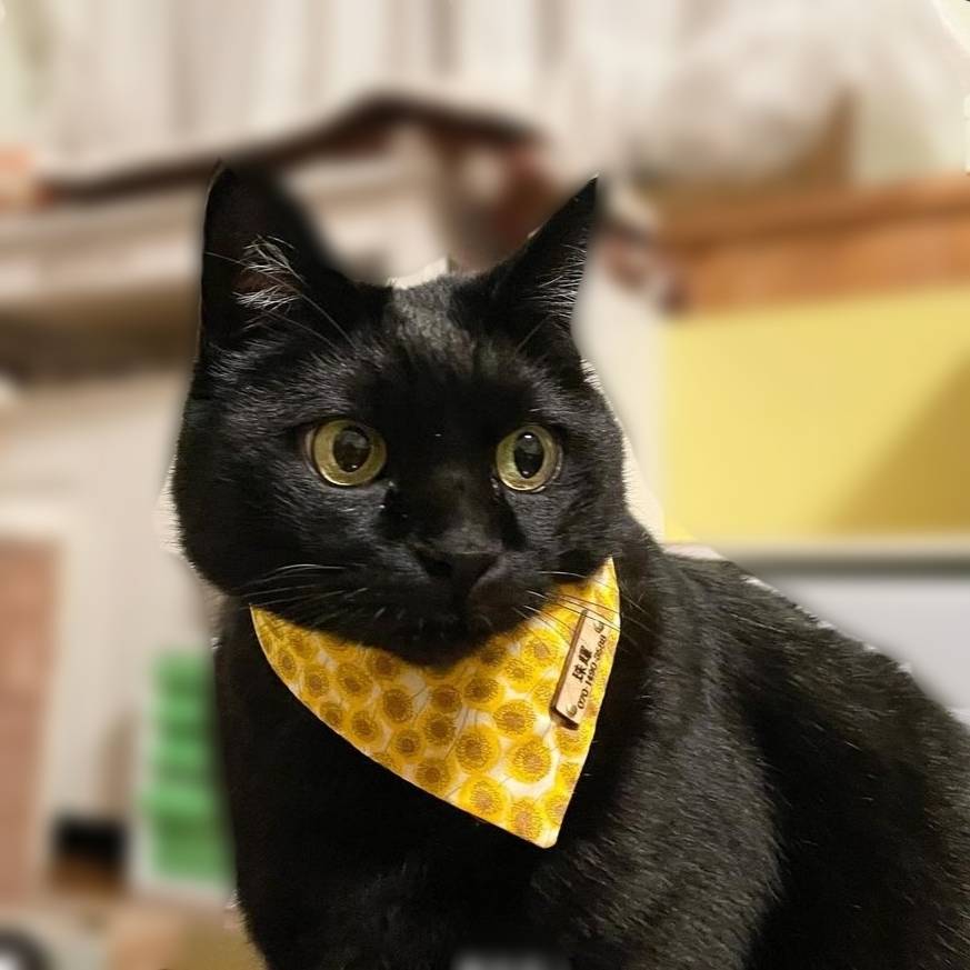 ＼Long-haired pets welcome／ Bandana collar that shows even on fluffy fur, optional ID tag, safety buckle included 【Sunflower】 Liberty fabric