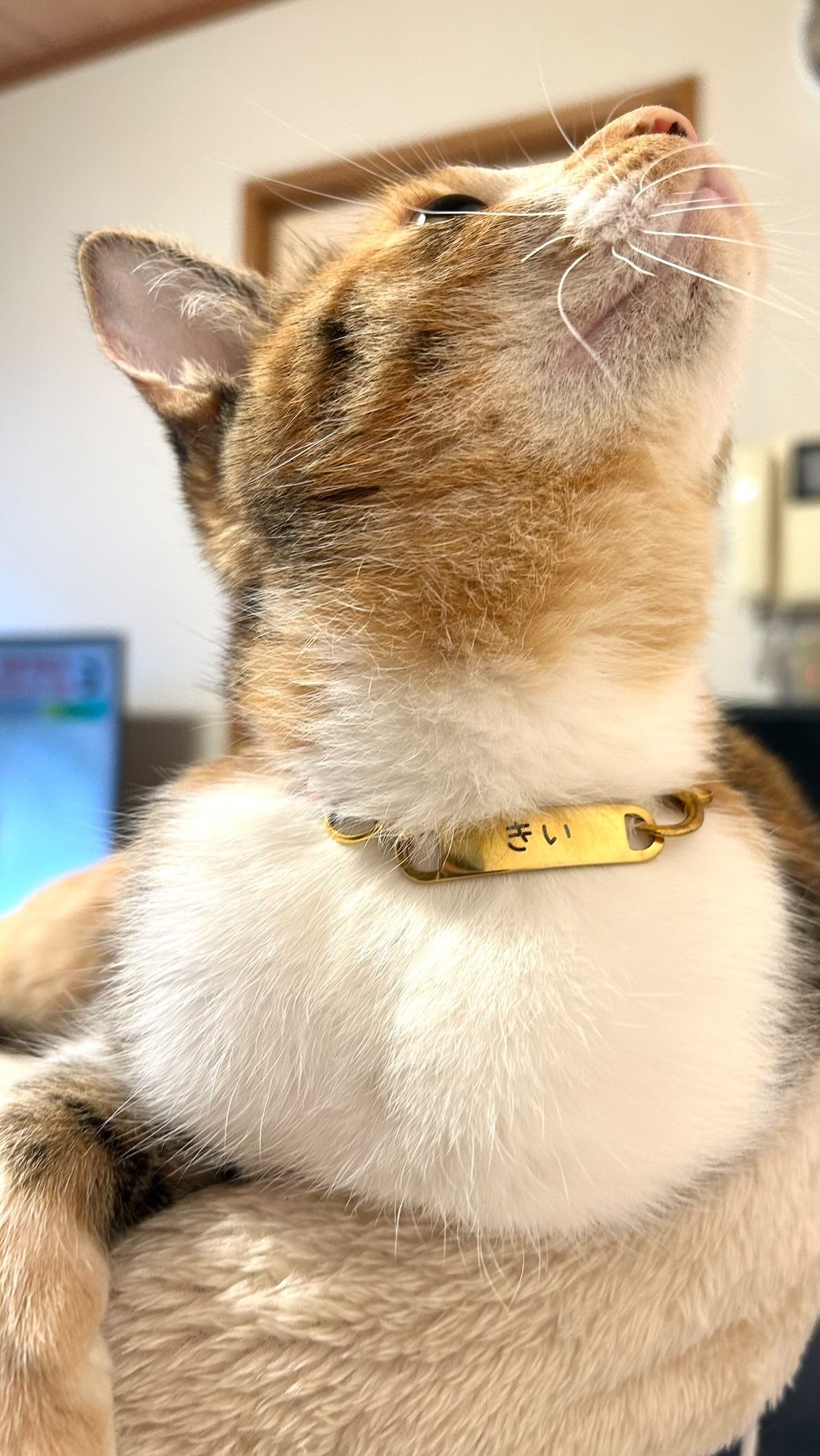 柄40種以上　【揺れないステンレス迷子札のチョーカー】　犬　猫　首輪　迷子札　ステンレス　首輪　チョーカー