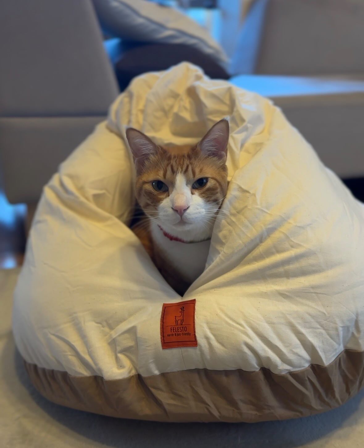 【第三弾予約販売】メレンゲベッド　送料無料　ペットベッド　猫ベッド　犬ベッド　ドーム型　半ドーム型　ふかふか　