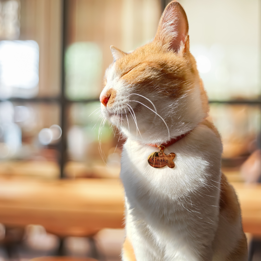 ズレない迷子札（さかな型）　ストレス最小限　おハゲ防止　リニューアル紐　ステンレス製　やわらか紐首輪　軽い・やわらか紐・安全バックル・迷子札付き