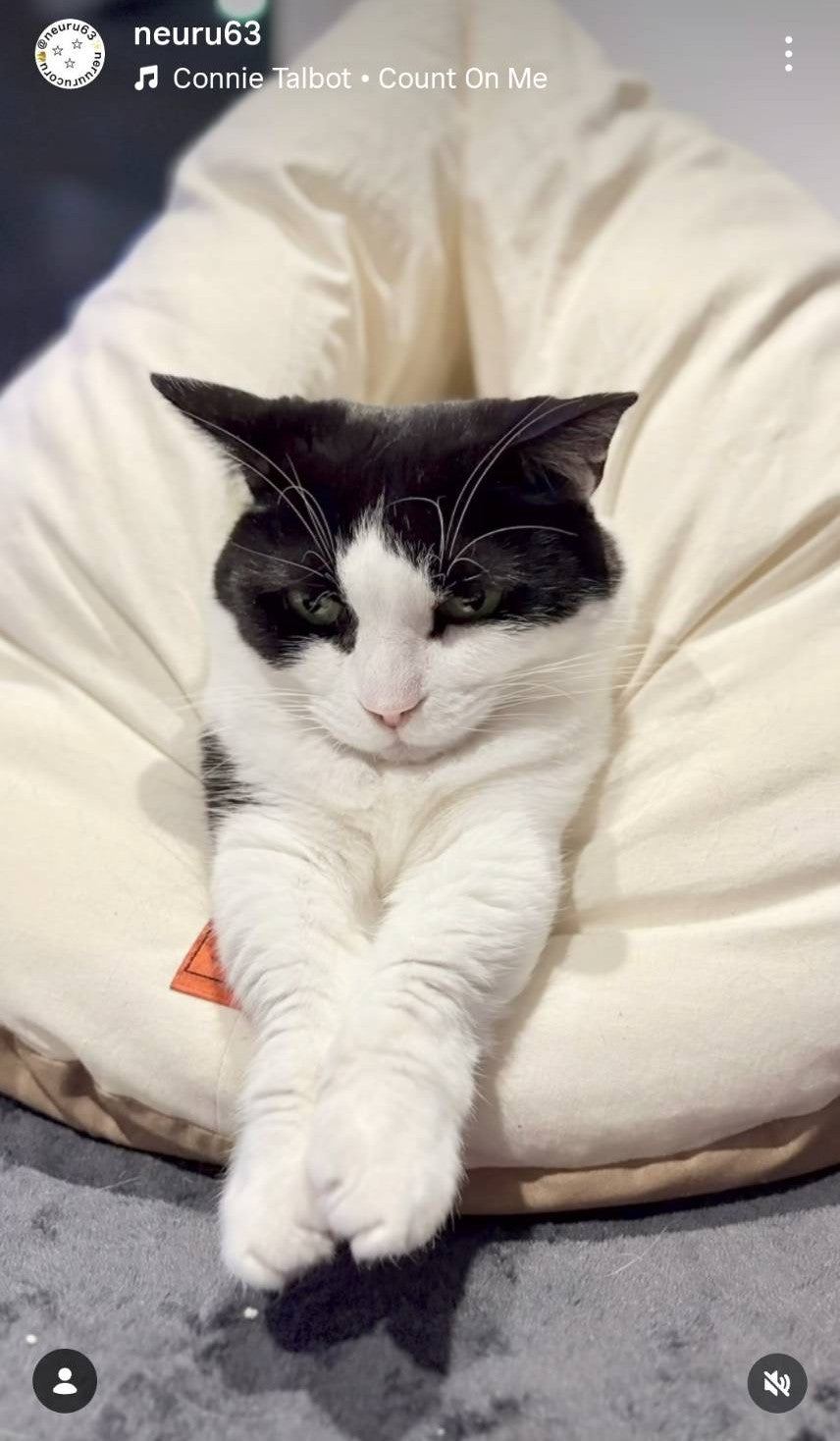 【第三弾予約販売】メレンゲベッド　送料無料　ペットベッド　猫ベッド　犬ベッド　ドーム型　半ドーム型　ふかふか　