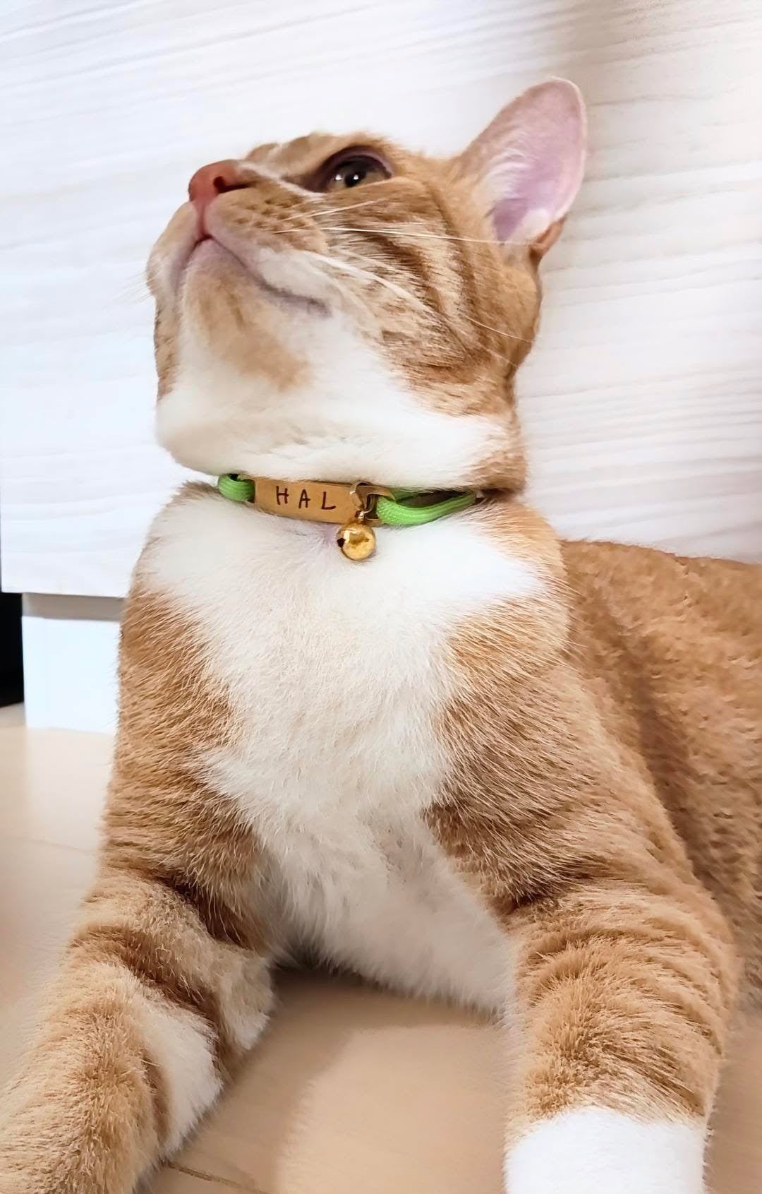 プレートタイプ（両穴型）　パラコード×揺れない迷子札（ステンレス）　チョーカー　首輪　猫　犬　彫刻可 名入れ おしゃれ 高級感 軽い 日本製 Felesto