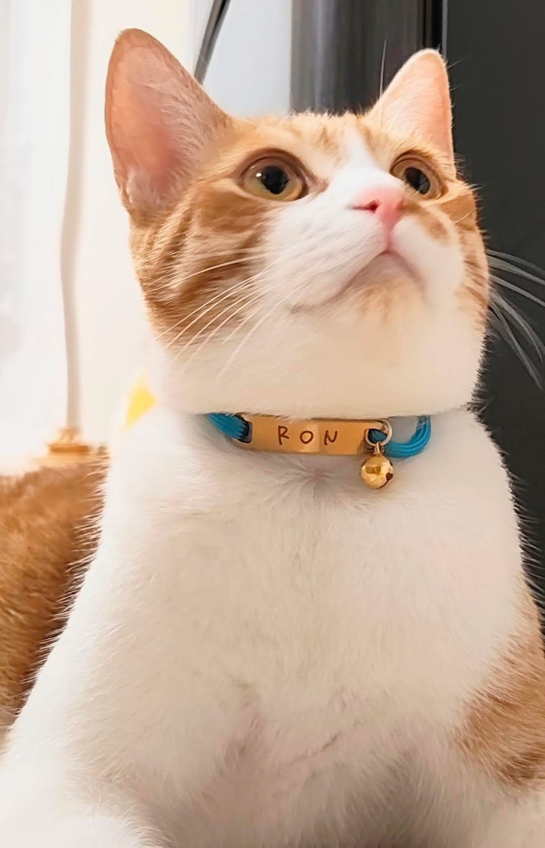 プレートタイプ（両穴型）　パラコード×揺れない迷子札（ステンレス）　チョーカー　首輪　猫　犬　彫刻可 名入れ おしゃれ 高級感 軽い 日本製 Felesto