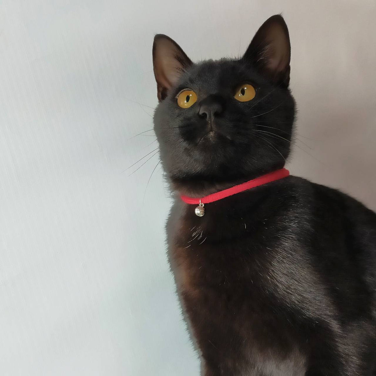 8mm鈴　愛猫とお揃い鈴ピアス　シルバー925　軽量　猫　首輪　ピアス　紐　安全バックル